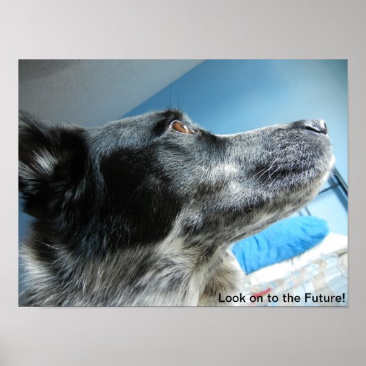 Blue Heeler Poster (Voorkant)