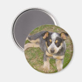 Blue Heeler Puppy Magneet (Voorkant / Achterkant)