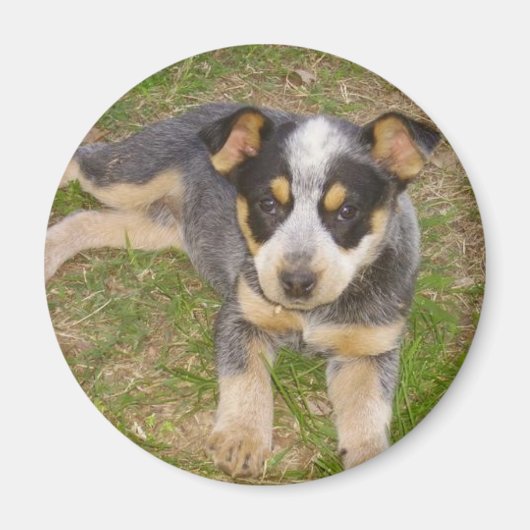 Blue Heeler Puppy Magneet (Voorkant)