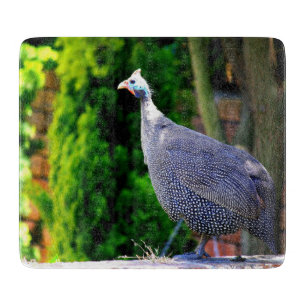 Blue Helmeted Guinee Fowl in de zon Snijplank