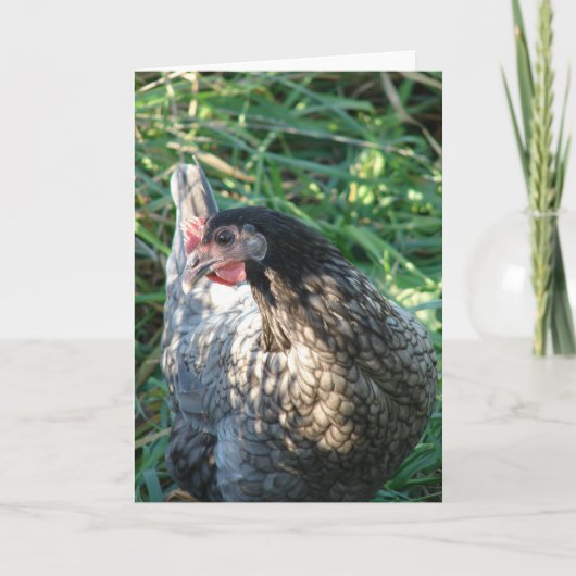 Blue Hen Kaart (Voorkant)