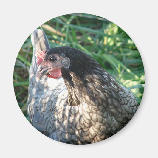 Blue Hen Magneet (Voorkant)