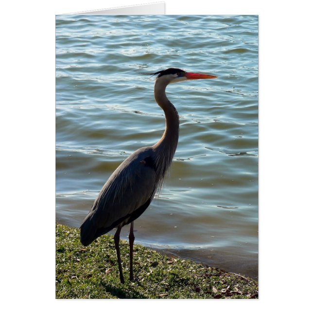 Blue Heron (Voorkant)