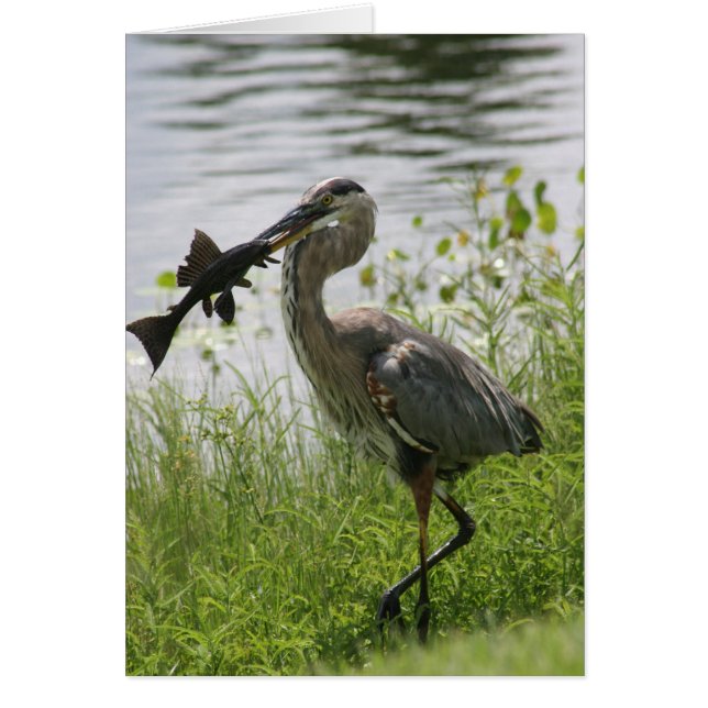 BLUE HERON (Devant)