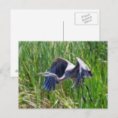 Blue Heron aan de slag Briefkaart (Voorkant / Achterkant)