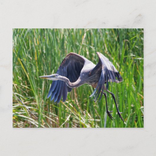 Blue Heron aan de slag Briefkaart (Voorkant)