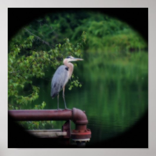 Blue Heron Bird Posing Natuur Orton Art Poster (Voorkant)