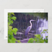 Blue Heron Briefkaart (Voorkant / Achterkant)