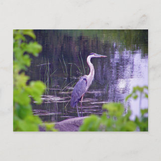 Blue Heron Briefkaart