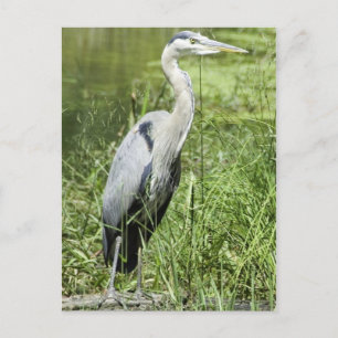 Blue Heron Briefkaart