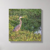 Blue Heron Canvas Afdruk (Voorkant)