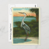  Blue Heron Florida Briefkaart (Voorkant / Achterkant)