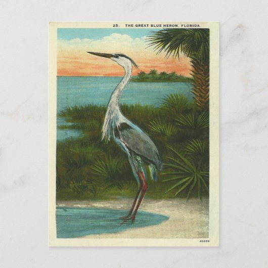  Blue Heron Florida Briefkaart (Voorkant)