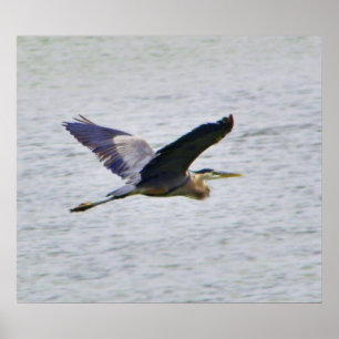 Blue Heron in vluchtafdruk Poster