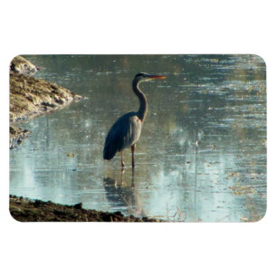 Blue Heron in Wetland Magnet Magneet
