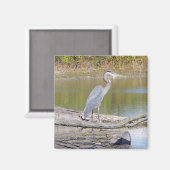 Blue Heron magnet Magneet (Voorkant / Achterkant)