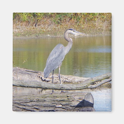 Blue Heron magnet Magneet (Voorkant)