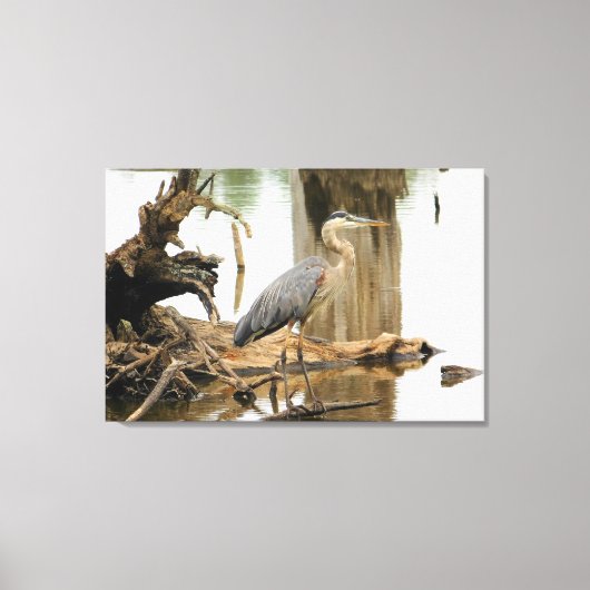 Blue Heron Natuur Canvas Afdruk (Voorkant)