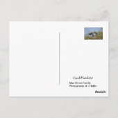 Blue Heron Nest Photo Briefkaart (Achterkant)