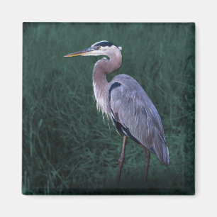 Blue Heron Permanent in Grass Magnet Magneet
