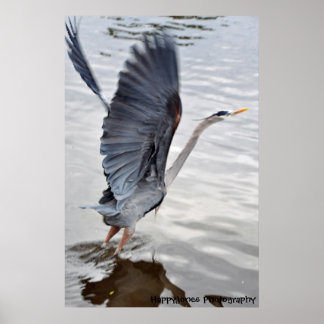 Blue Heron Poster