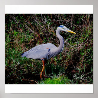 Blue Heron Poster