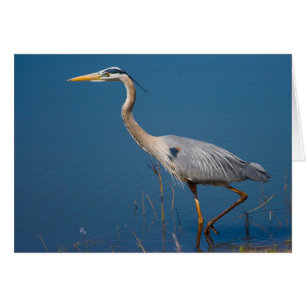 Blue Heron Wading Card