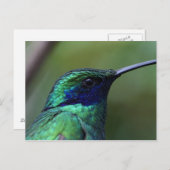 Blue Humming Bird Briefkaart (Voorkant / Achterkant)