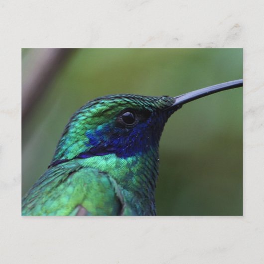 Blue Humming Bird Briefkaart (Voorkant)