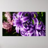 Blue Hyacinth I Spring Floral Poster (Voorkant)