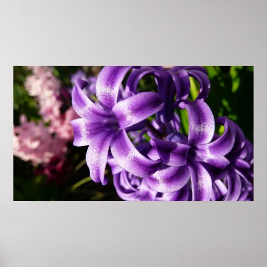 Blue Hyacinth I Spring Floral Poster (Voorkant)