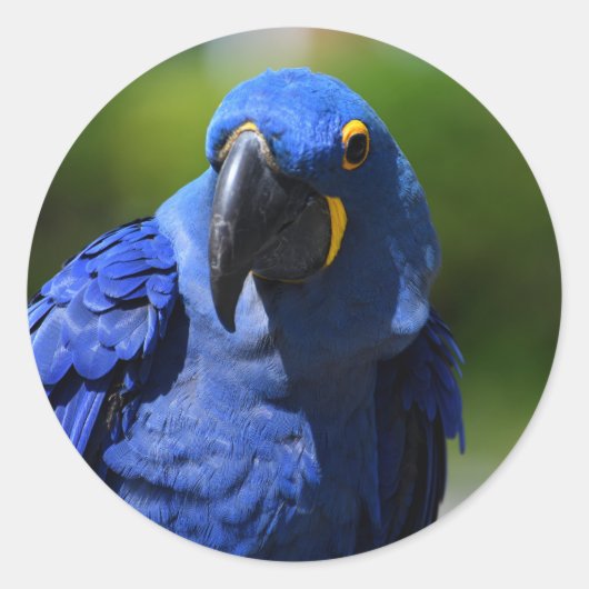 Blue Hyacinth Macaw Classic Round Sticker (Voorkant)