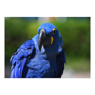 Blue Hyacinth Macaw Foto Afdruk
