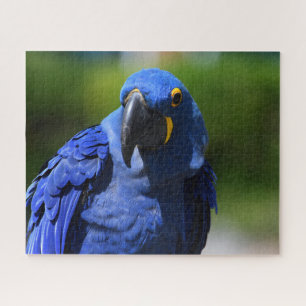 Blue Hyacinth Macaw Legpuzzel