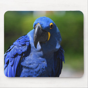 Blue Hyacinth Macaw Muismat