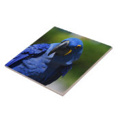 Blue Hyacinth Macaw Tegeltje (Zijkant)