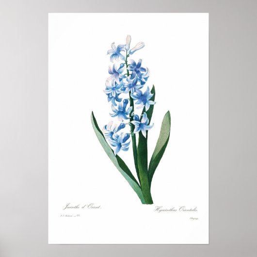 Blue Hyacinth Poster (Voorkant)