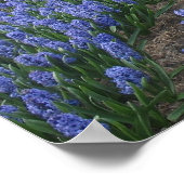 Blue Hyacinths in Field Holland Poster (Hoek)