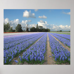 Blue Hyacinths in Field Holland Poster