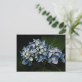 Blue Hydrangea 8514 Briefkaart (Staand voorkant)