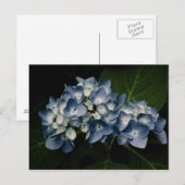 Blue Hydrangea 8514 Briefkaart (Voorkant / Achterkant)