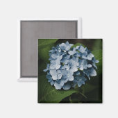 Blue Hydrangea 8515 Magnet (Recto/Verso)