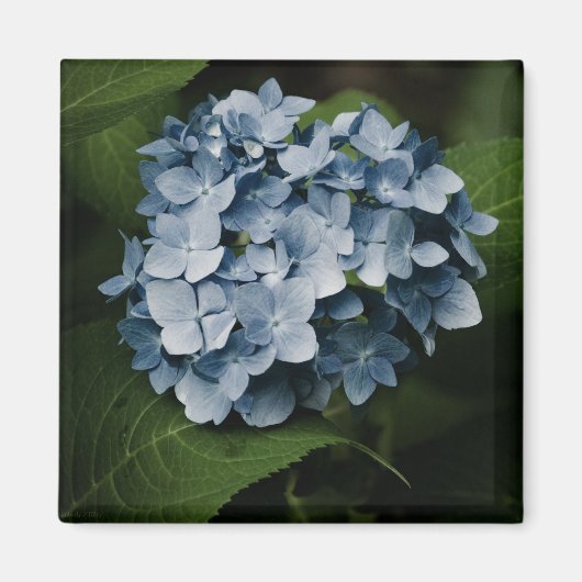 Blue Hydrangea 8515 Magnet Magneet (Voorkant)