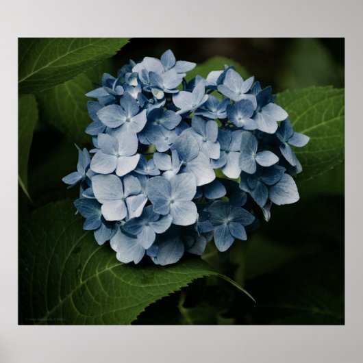 Blue Hydrangea 8515 Print (Voorkant)