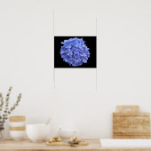 Blue Hydrangea Blossom Poster (Keuken)