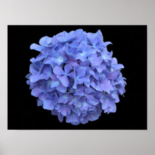 Blue Hydrangea Blossom Poster