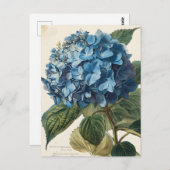 Blue Hydrangea  Briefkaart (Voorkant / Achterkant)