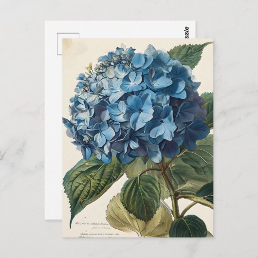 Blue Hydrangea  Briefkaart (Voorkant / Achterkant)