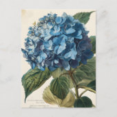 Blue Hydrangea  Briefkaart (Voorkant)