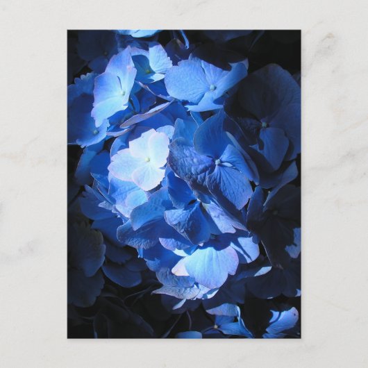 Blue Hydrangea - Briefkaart (Voorkant)